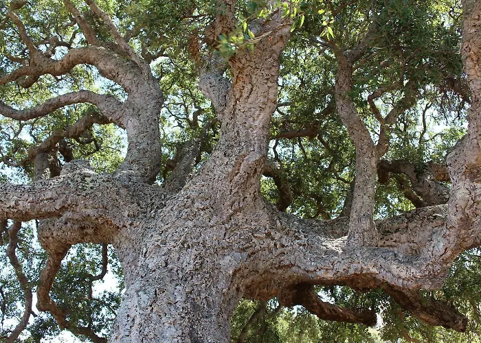 Cantu Di Fiumu 4* Zonza