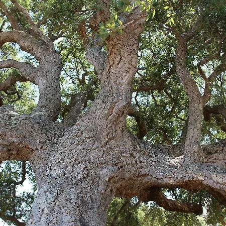 Cantu Di Fiumu 4* ゾンザ